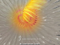 feather worm abstract by Claudia Weber-Gebert 